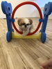 こんなふうに飛ぶんだよ〜　^o^「ましゅまろ幼稚園　(^｡^)」