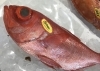 「魚魚市場鮮魚コーナーおすすめは「伊勢エビ」です♪」