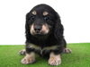 「ミニチュアダックス子犬情報」