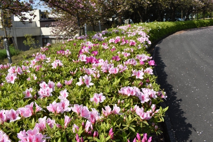 「～本日のヤエ桜情報～」