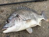 クロダイ「隠岐の島町の我家の前は良い釣り場の様です(o^^o)」