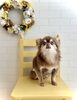 Ｓｅａくん「Spring flower」