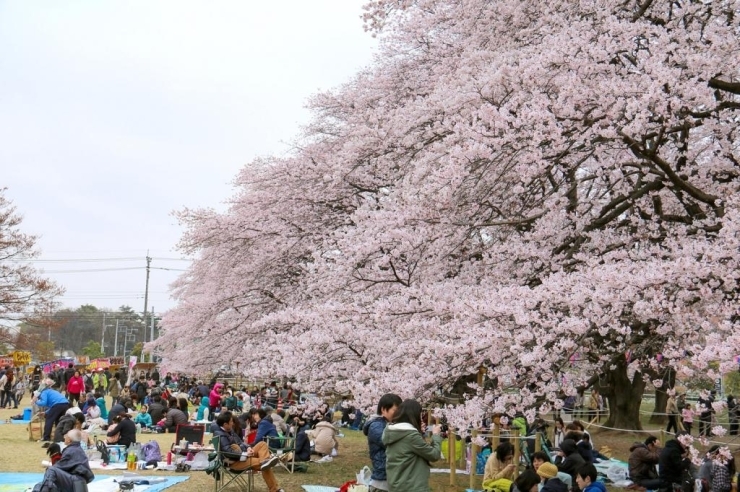 満開の花の下は、この季節ならではの特等席