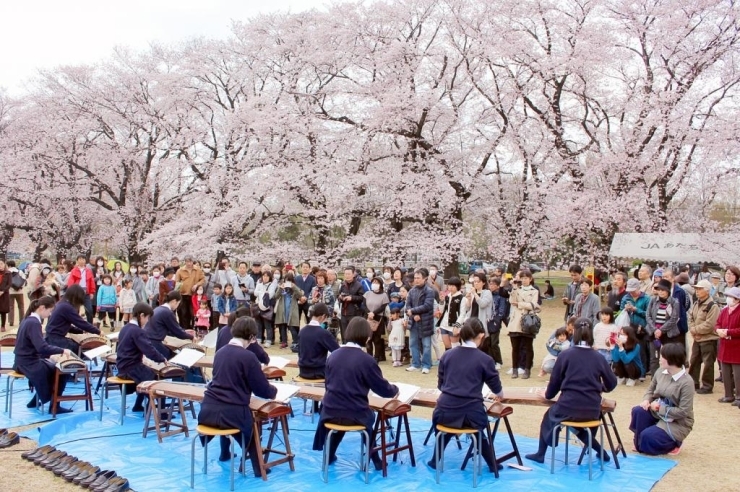 満開の桜の隣で、伊奈学園総合高校邦楽部が琴を演奏