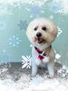 「Dog salon mofu mofu　余市町」