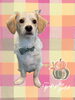 「Dog salon mofu mofu　余市町」