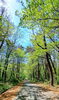新緑の大山「🌸　臨時休業のお知らせ」