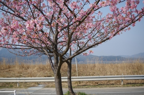 千本桜公園