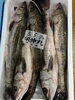 スズキ「鮮魚入荷致しました」