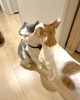 「🐾 夏仕様になったシオンと、コハクの反応😂」