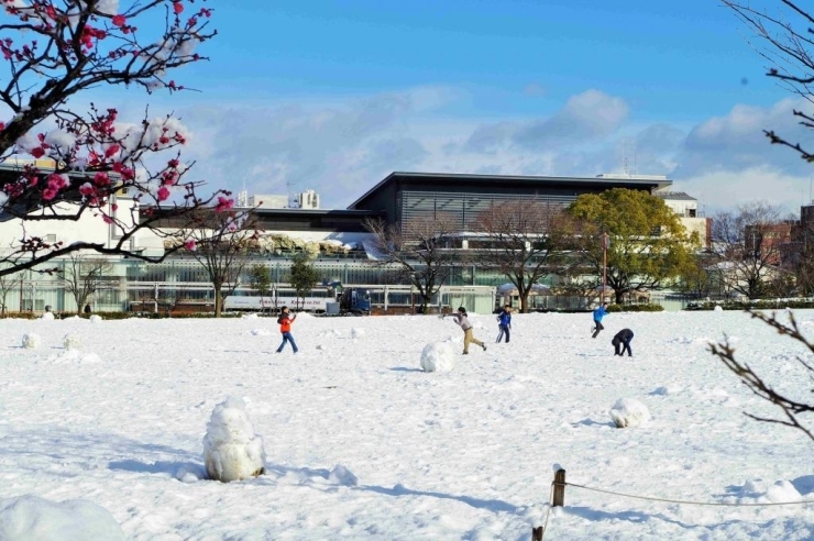 芝生ひろばには、前日に作られた雪だるまらしきものが、あちらこちらに転がっています。