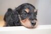 「ミニチュアダックス子犬情報」