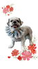 「Dog salon mofu mofu　余市町」