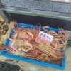 「魚は少なめカニは沢山ある状況です」