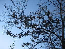 一年かけてここまで蕾をつける桜の生命力って本当に凄いですね。