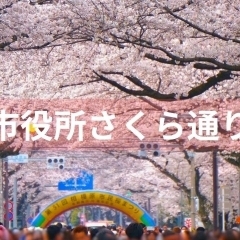■桜特集■【市役所さくら通り】相模原市内でも有数の桜の名所