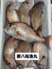 鯛「本日岩牡蠣入荷致しました」