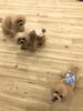 ハッピーちゃん・Ｇroくんと一緒に♡「ましゅまろ幼稚園　(^-^)」