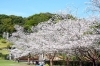 「久峰公園さくらまつり」