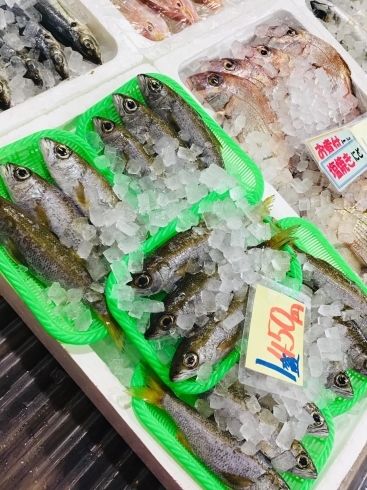 「西海物産館 魚魚市場鮮魚コーナーおすすめ商品は「牡蠣の特売明日迄！」」