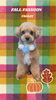 「Dog salon mofu mofu　余市町」