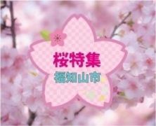 福知山　桜・お花見スポット　開花状況