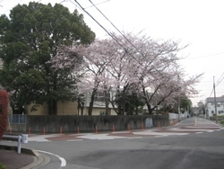 さらに進むと、千葉市立緑町中学校の校内にある桜が見えてきます。もう咲いてますね！