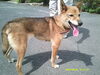 「【西条市小松町新屋敷甲2682番地付近】迷い犬を保護しています！（※岡村集会所近辺）」