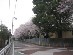 校庭を囲むように桜の木が並びます。地元では通称「桜のトンネル」と呼ばれているとか。
