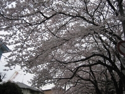とにかくその存在感に圧倒。いつまでも見ていたくなる桜の花です。