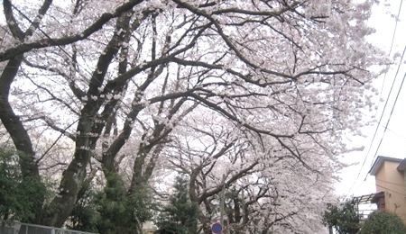 これが桜のトンネルです。今週末が見ごろですね。