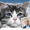 『メン・イン・キャット』『海賊とよばれた男』  他上映中！