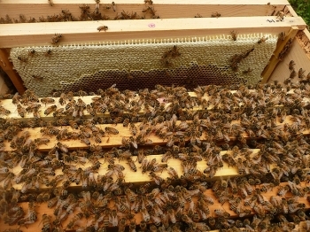 1.安田さんが飼育するミツバチたち