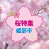 綾部市桜・お花見スポット　開花状況