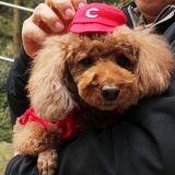 東広島市 憩いの森公園で「犬の運動会」が開催されます！