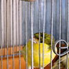 種類豊富な動物取扱店♪【霧島】