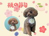 「Dog salon mofu mofu　余市町」