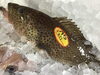 「魚魚市場鮮魚コーナーおすすめは「コロダイ・モアラ」です♪」