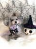 ＦｕＦｕ／シルバー　３歳「Happy Halloween (^o^)  うちの子パートⅡ」