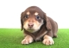 「🌟ミニチュアダックス子犬情報🌟」