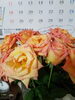 薔薇のお裾分け~頂きました「9/5行方市《常光院》さんにて」