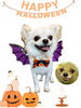 「Dog salon mofu mofu　余市町」