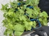 植えるのはゴーヤ！！「緑のカーテン設置しました。」