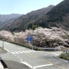 【坂本】国道180号沿い（新見市坂本） | 新見市の桜特集| まいぷれ[新見市]