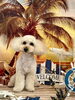 ハナちゃん「サンセットビーチ🏖️」