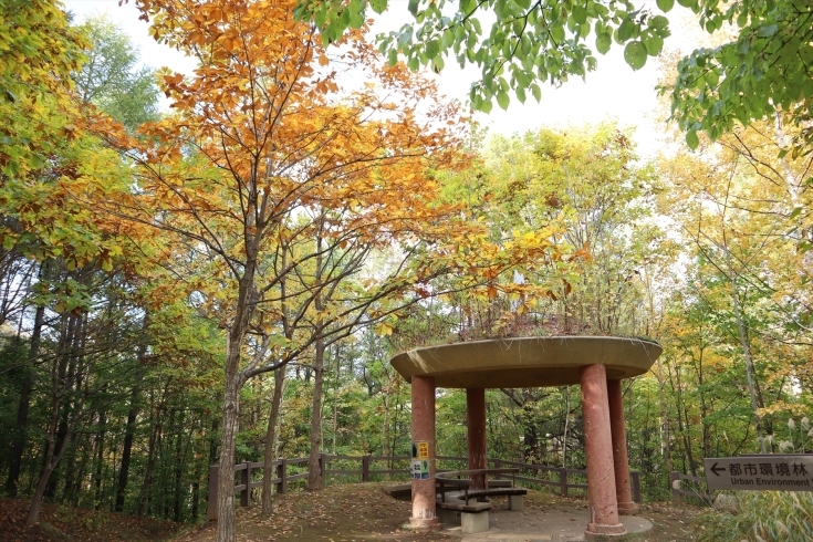 写真４、「風の丘」の球形屋根の四阿付近「紅葉狩り。旭山記念公園に行ってきました！」