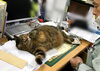 「めずらしく社長の机にしまこが寝転がる」