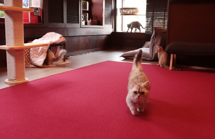 ねこカフェ猫鳴館 新潟市のニューオープン店 まいぷれ 新潟市 ねこカフェ猫鳴館 新潟市のニューオープン店 まいぷれ 新潟市
