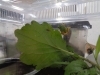 「ばんなぐろ昆虫博物館」
