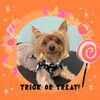 「Dog salon mofu mofu　余市町」